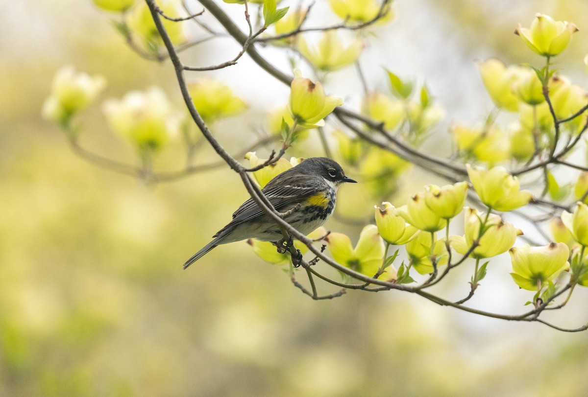 Yellow-rumped Warbler - Ashley Bens