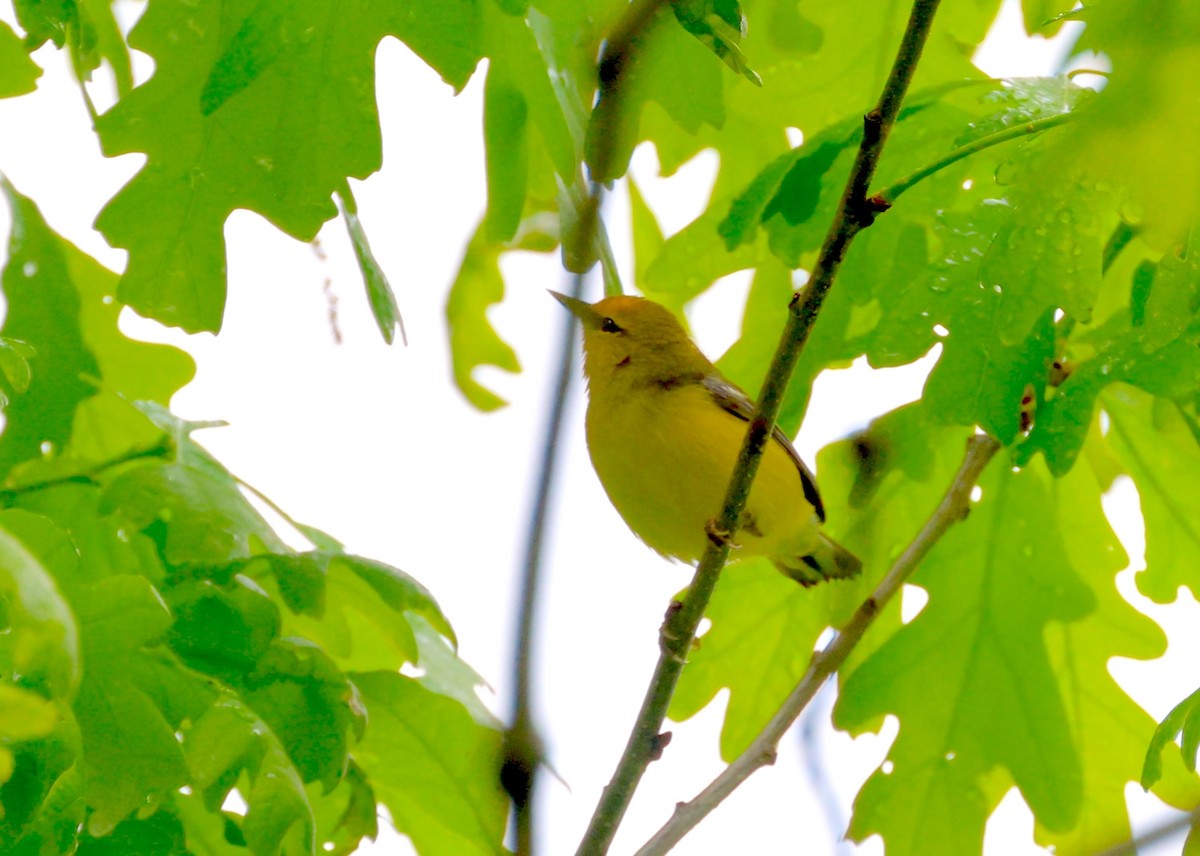 Blue-winged Warbler - Anir Bhat