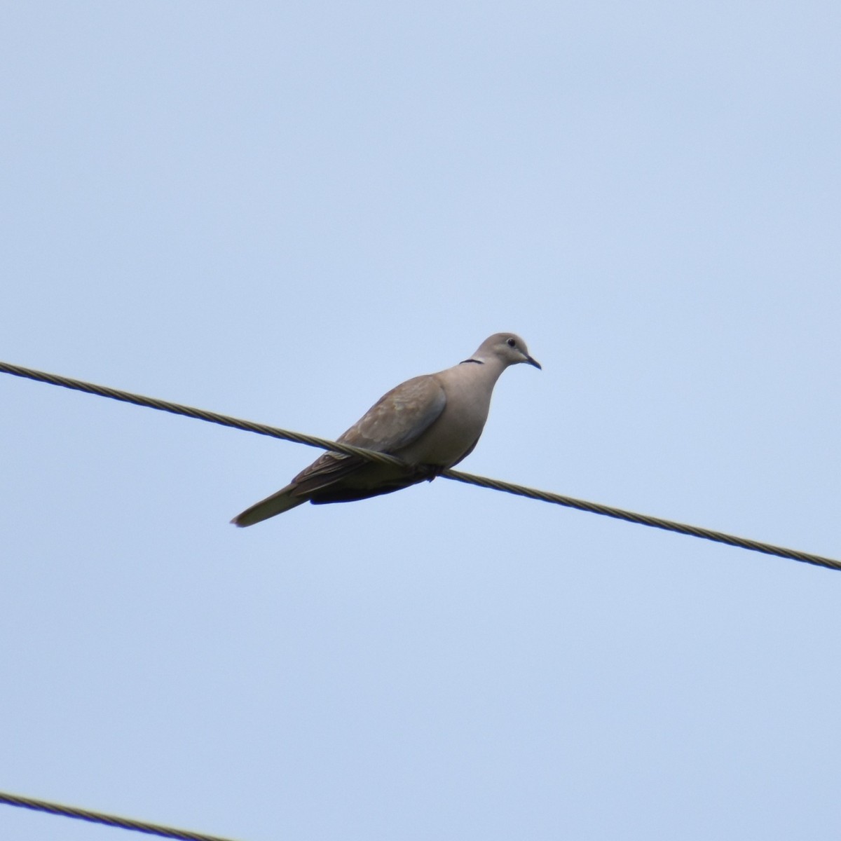 Eurasian Collared-Dove - Jeremy E. Braun