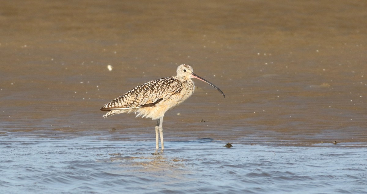 Long-billed Curlew - Vicki Stokes