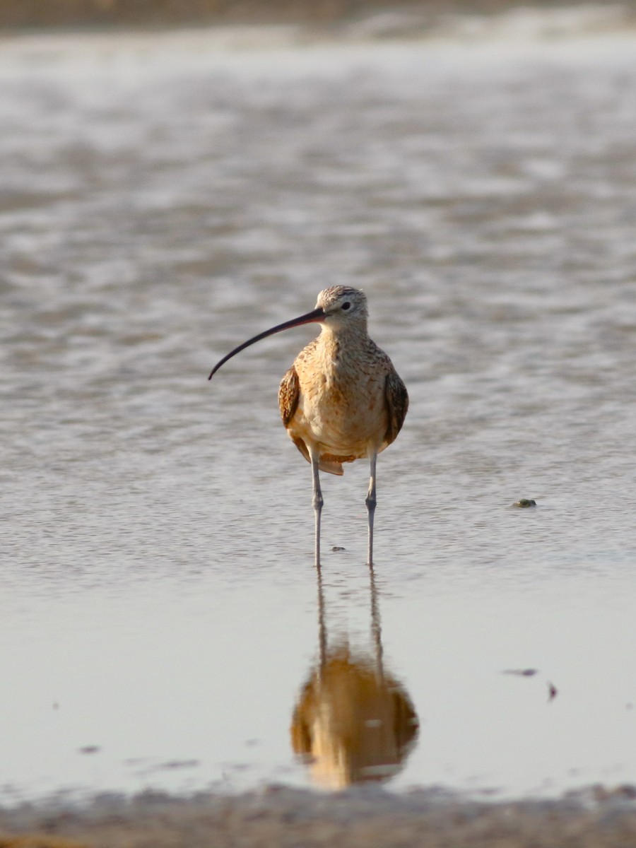 Long-billed Curlew - Vicki Stokes