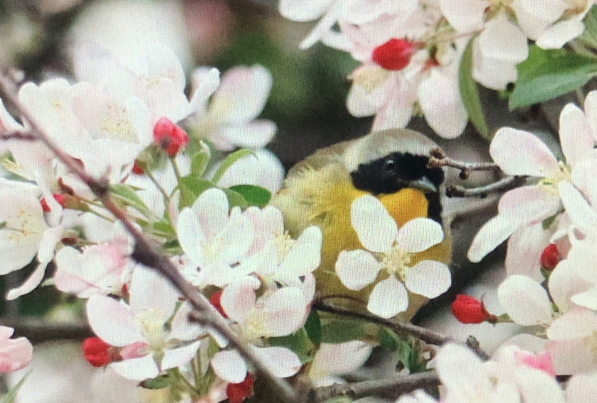 Common Yellowthroat - ML618553559