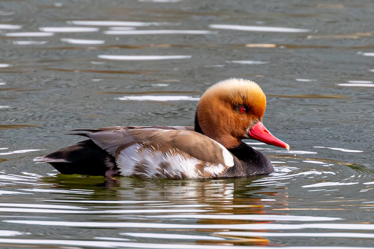 Red-crested Pochard - Antonio M Abella