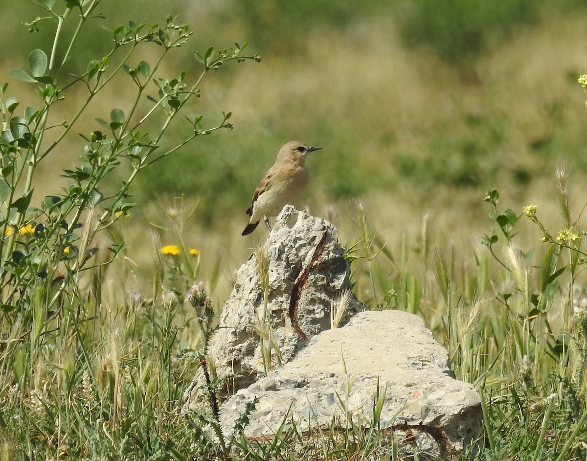 Isabelline Wheatear - ML618553582