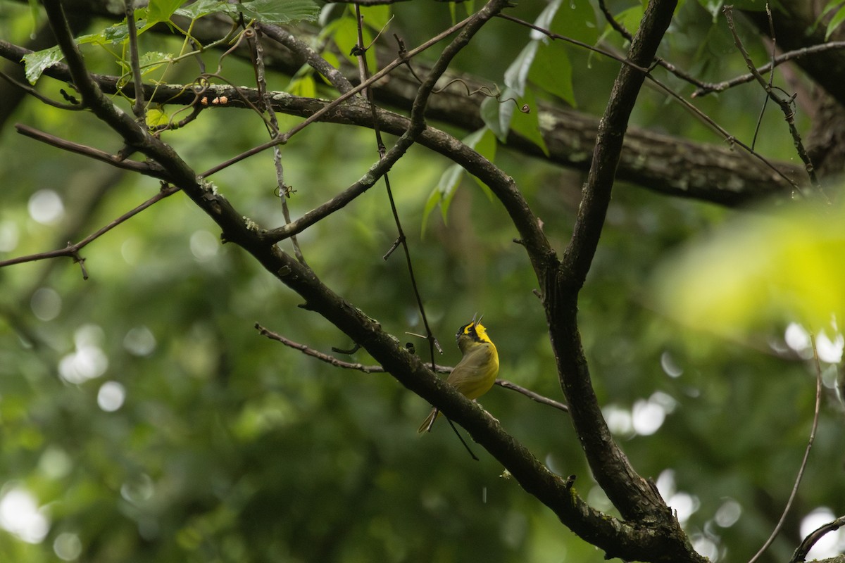 Kentucky Warbler - Jack Duffy