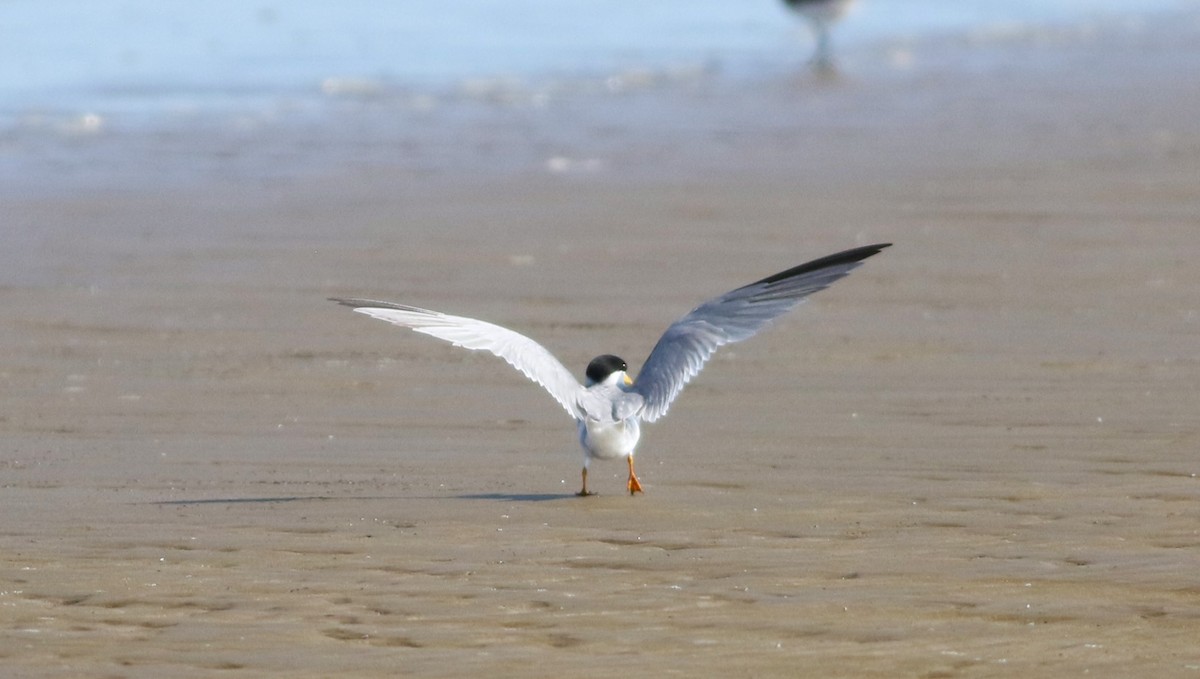 Least Tern - Vicki Stokes