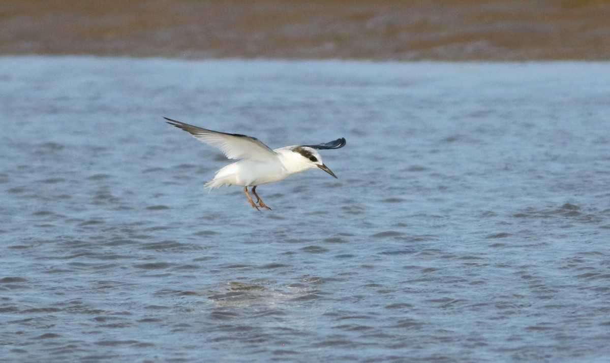 Least Tern - Vicki Stokes