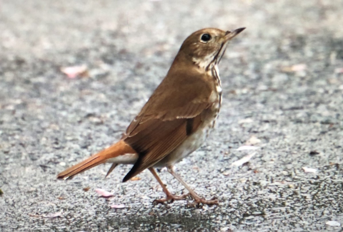 Wood Thrush - Jules S