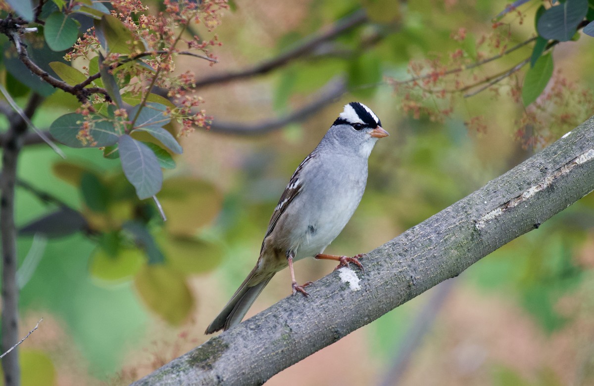 White-crowned Sparrow - Eric Hansen