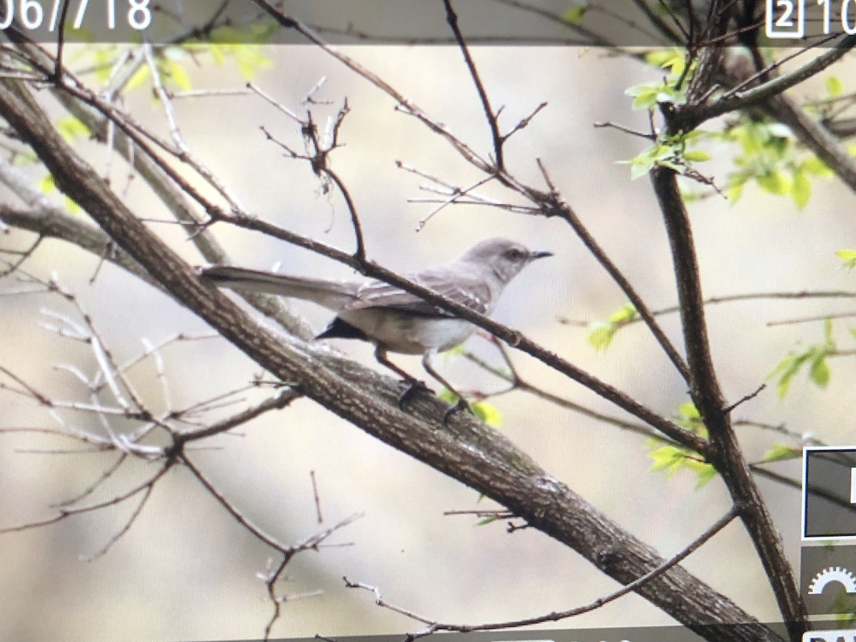 Northern Mockingbird - ML618553660