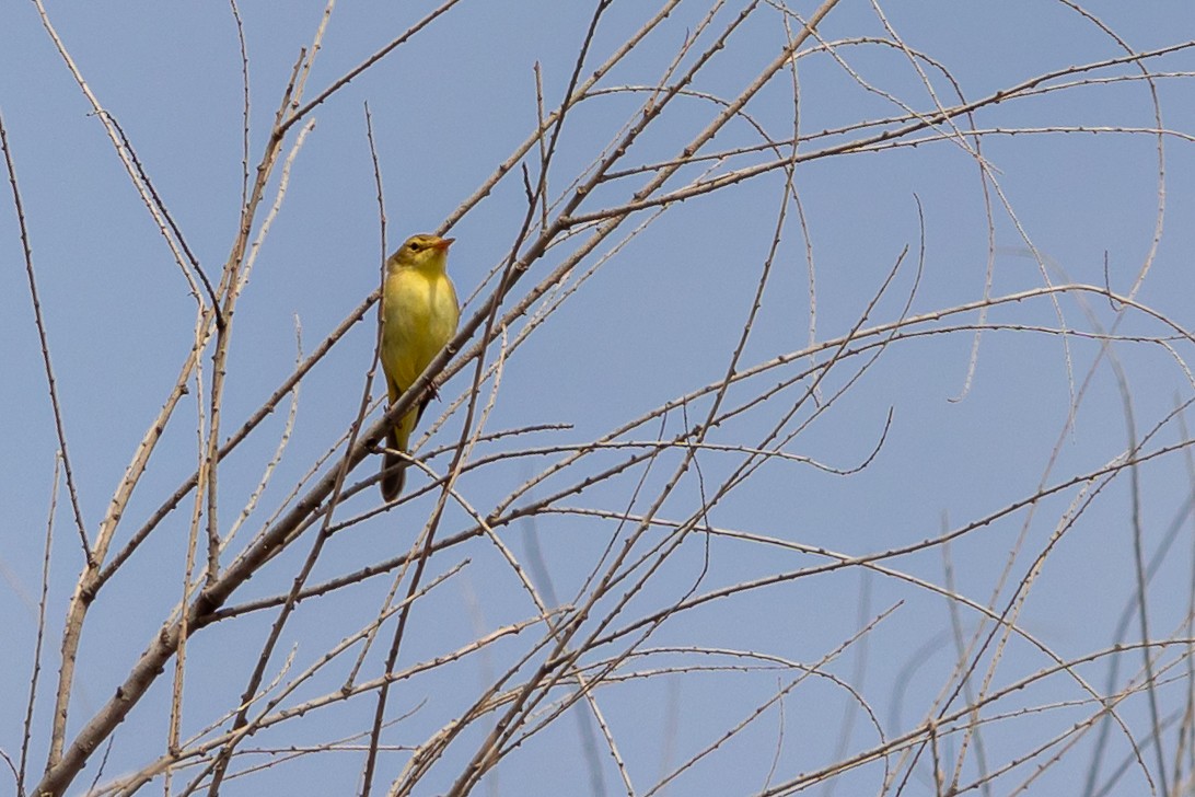 Melodious Warbler - Antonio M Abella