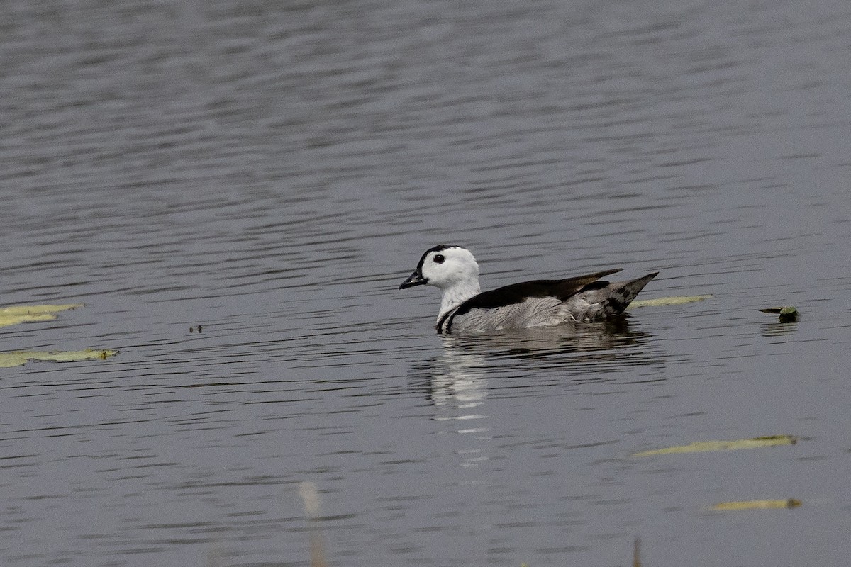 Cotton Pygmy-Goose - ML618553727