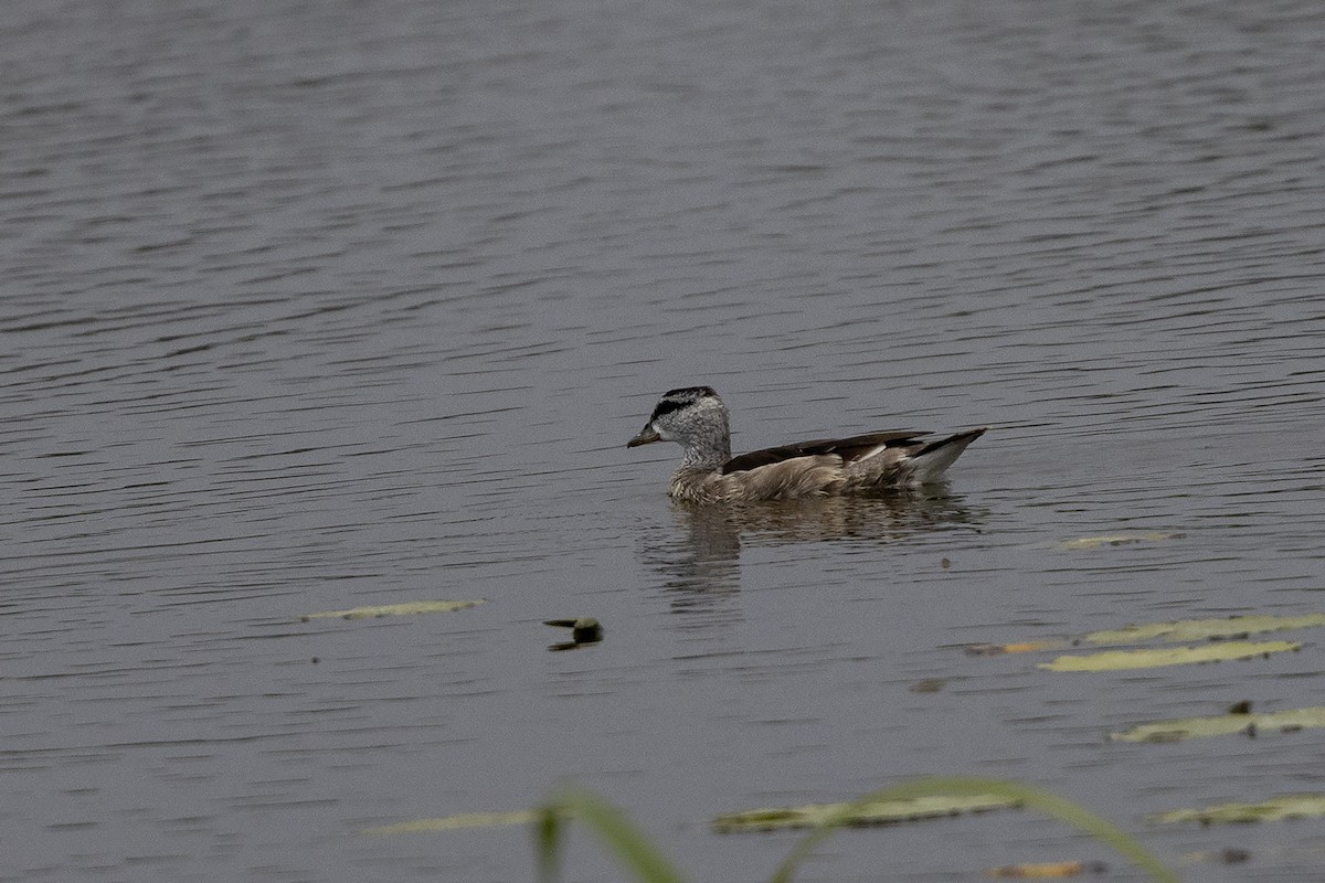 Cotton Pygmy-Goose - ML618553728