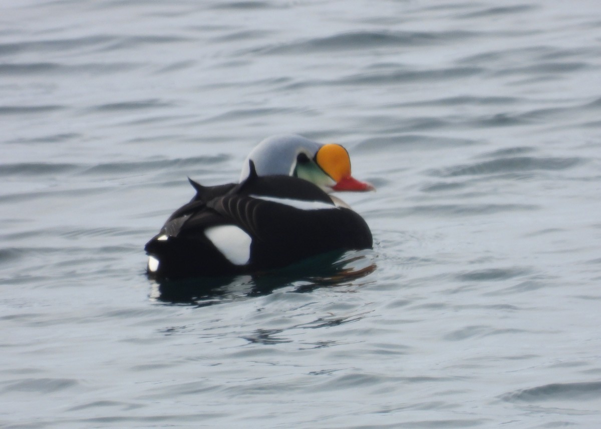 King Eider - ML618553729