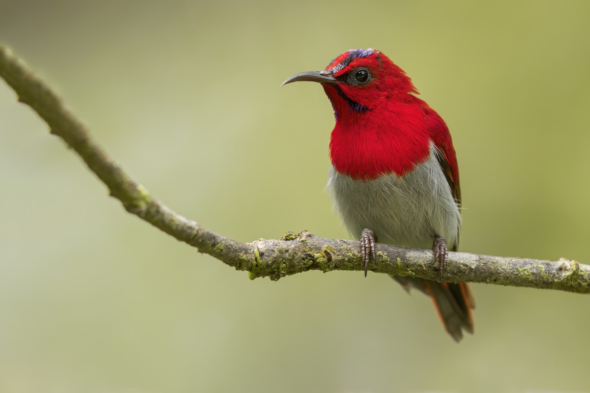 Temminck's Sunbird - ML618553738