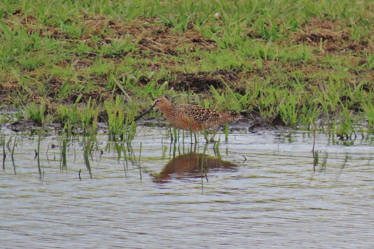 Long-billed Dowitcher - ML618553744
