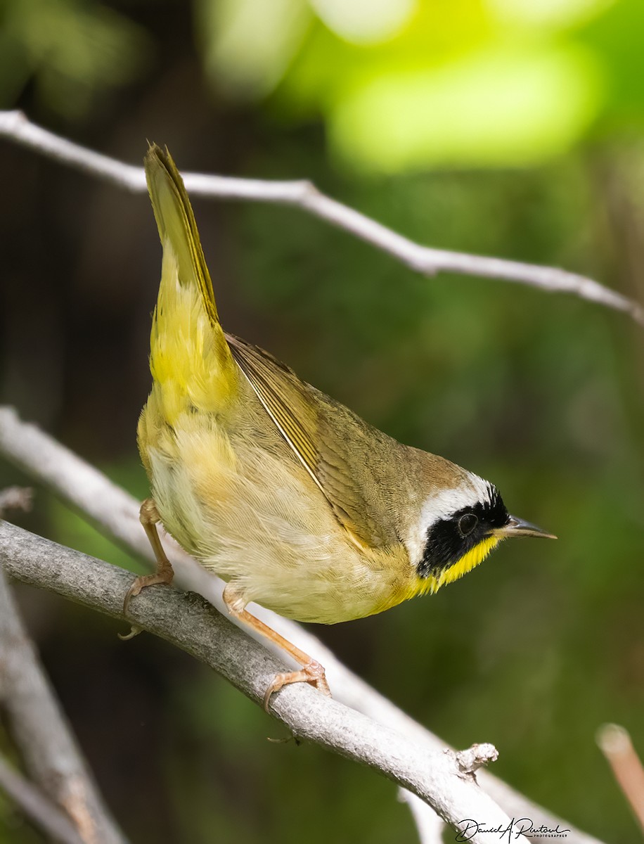 Common Yellowthroat - Dave Rintoul