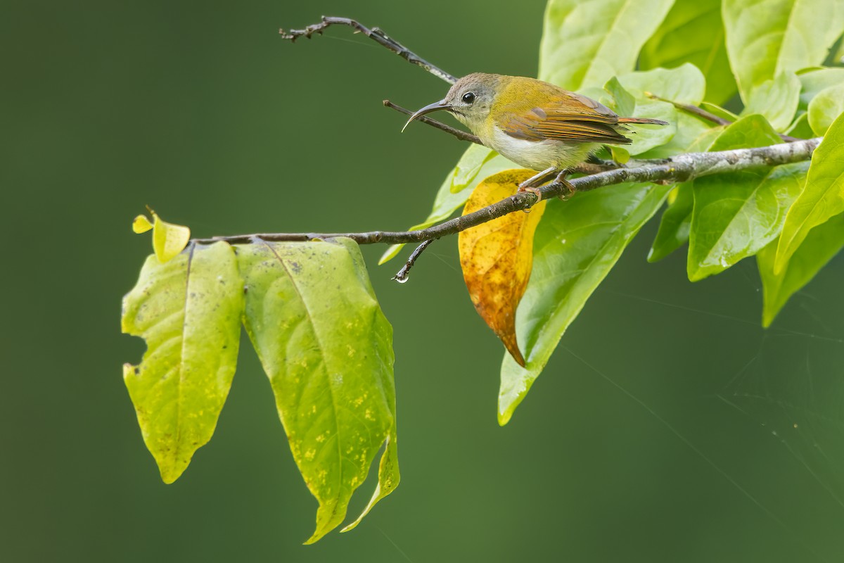 Temminck's Sunbird - ML618553775