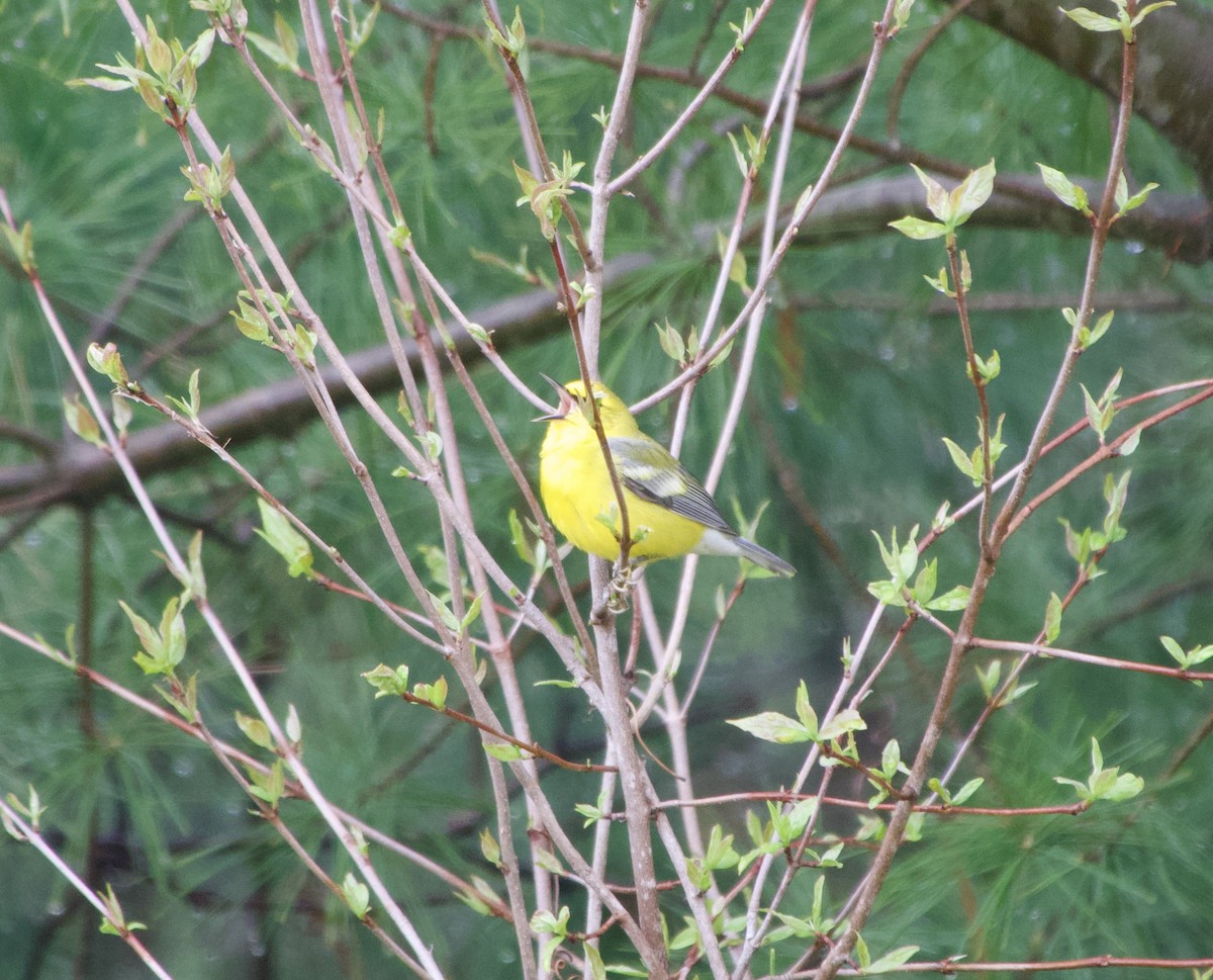 Blue-winged Warbler - Clem Nilan