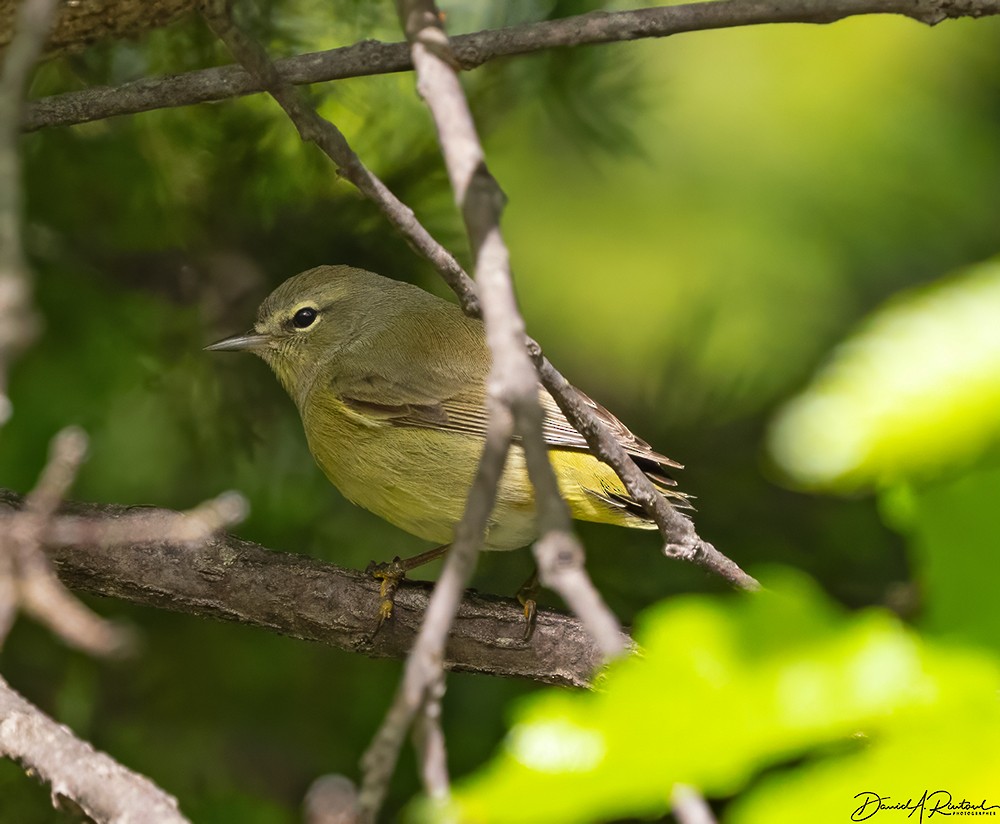 Orange-crowned Warbler - Dave Rintoul