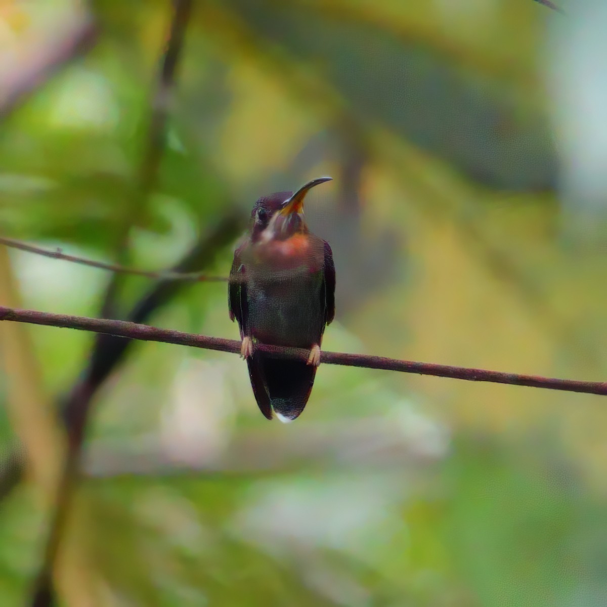 Полосатохвостый колибри-отшельник - ML618553841