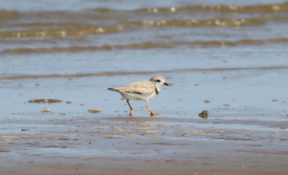 Piping Plover - Vicki Stokes