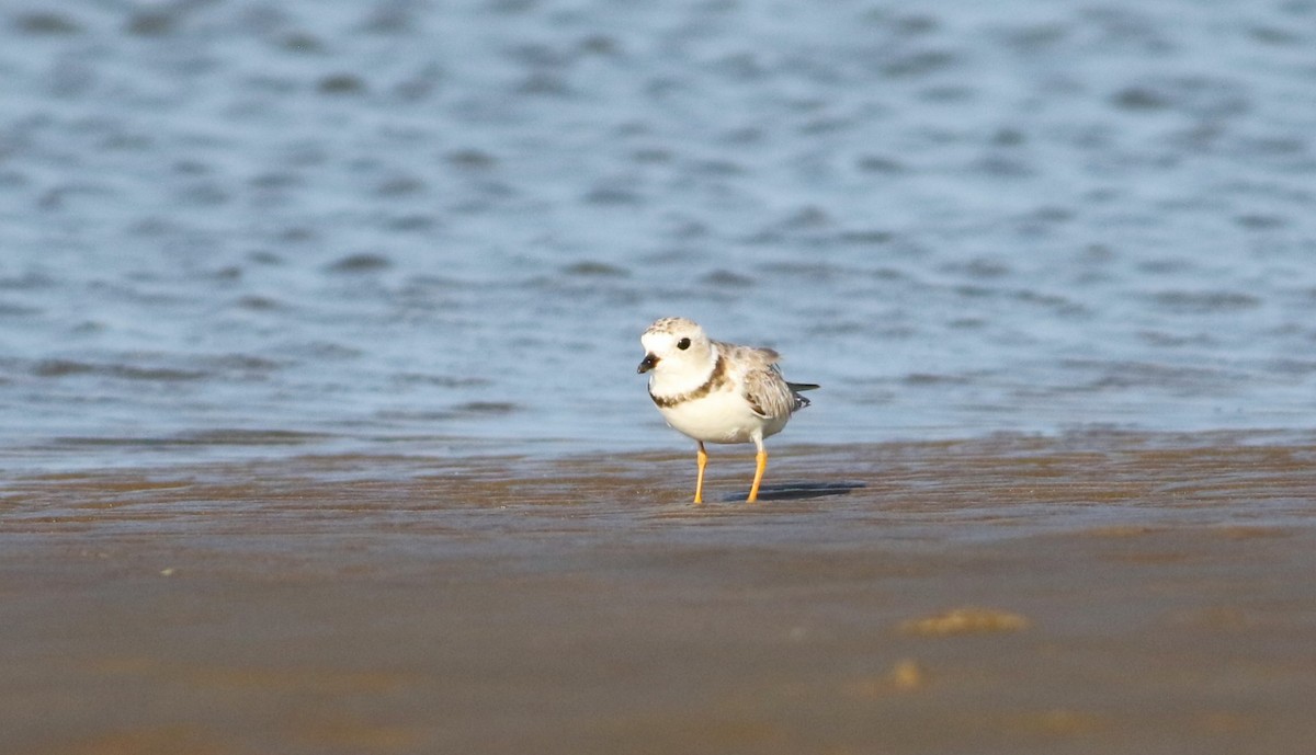 Piping Plover - Vicki Stokes