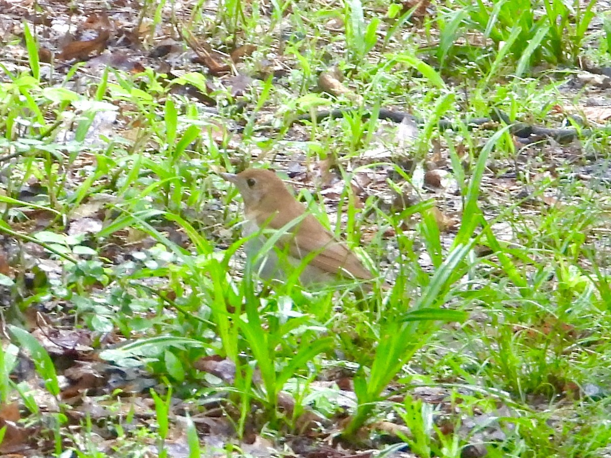 Zorzalito Rojizo - ML618553884