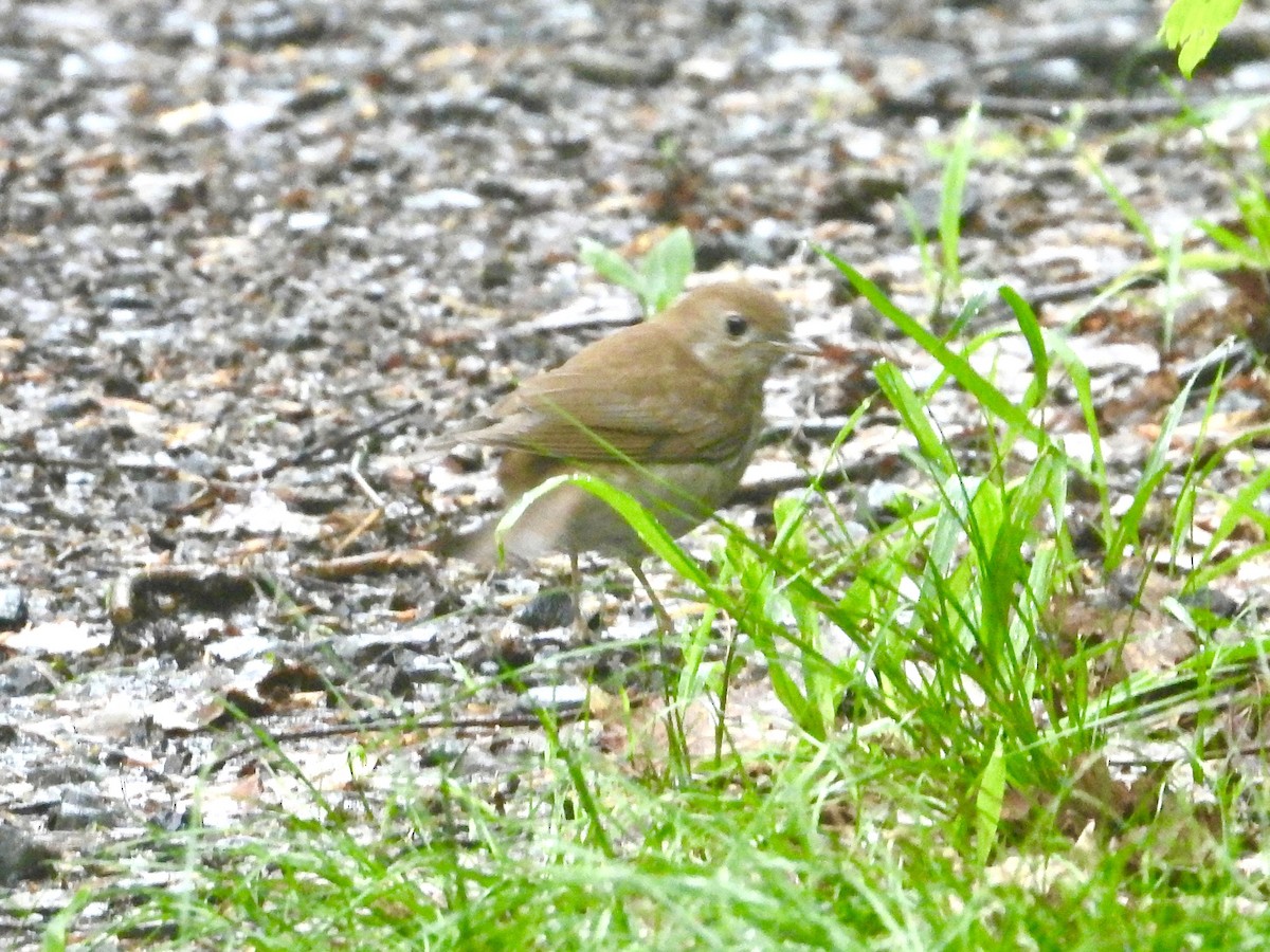 Zorzalito Rojizo - ML618553885