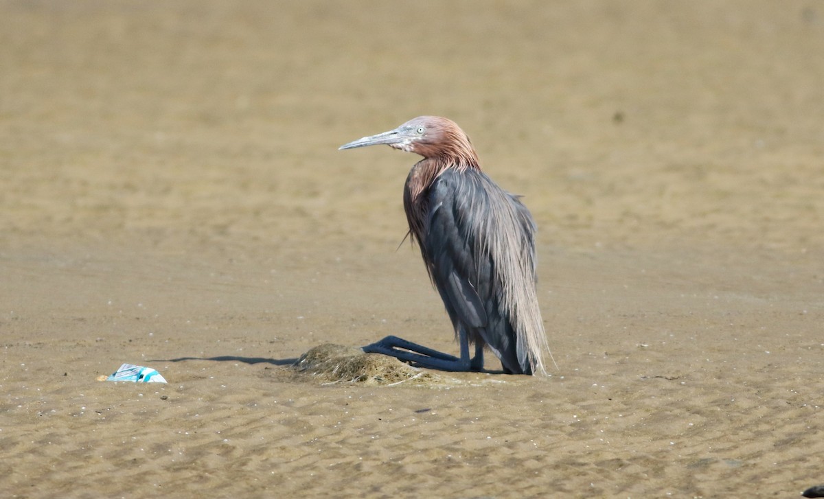 Reddish Egret - ML618553887