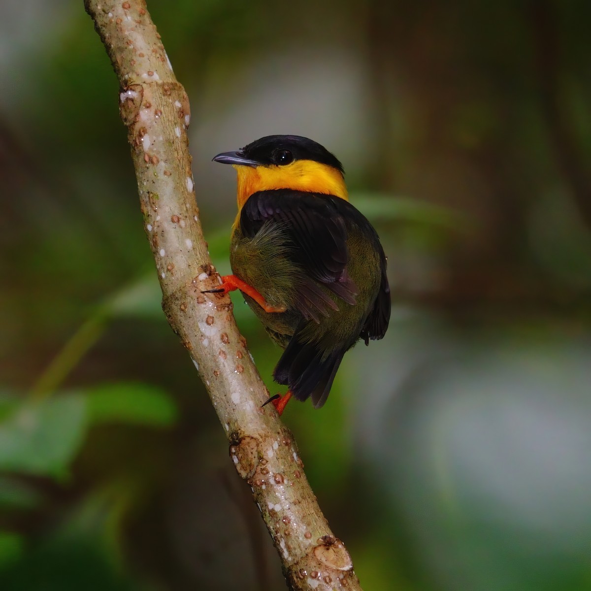 Golden-collared Manakin - Gonzalo Trujillo Trujillo