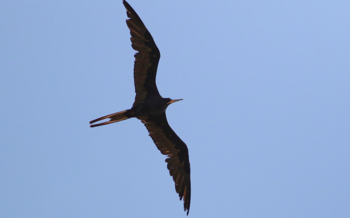 Magnificent Frigatebird - ML618553905