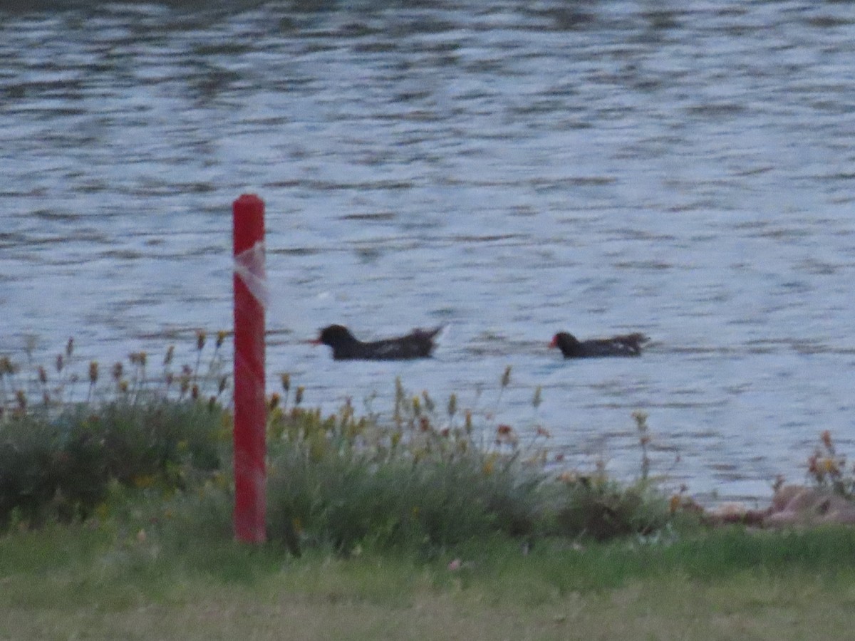 Eurasian Moorhen - Guilherme Gonçalves