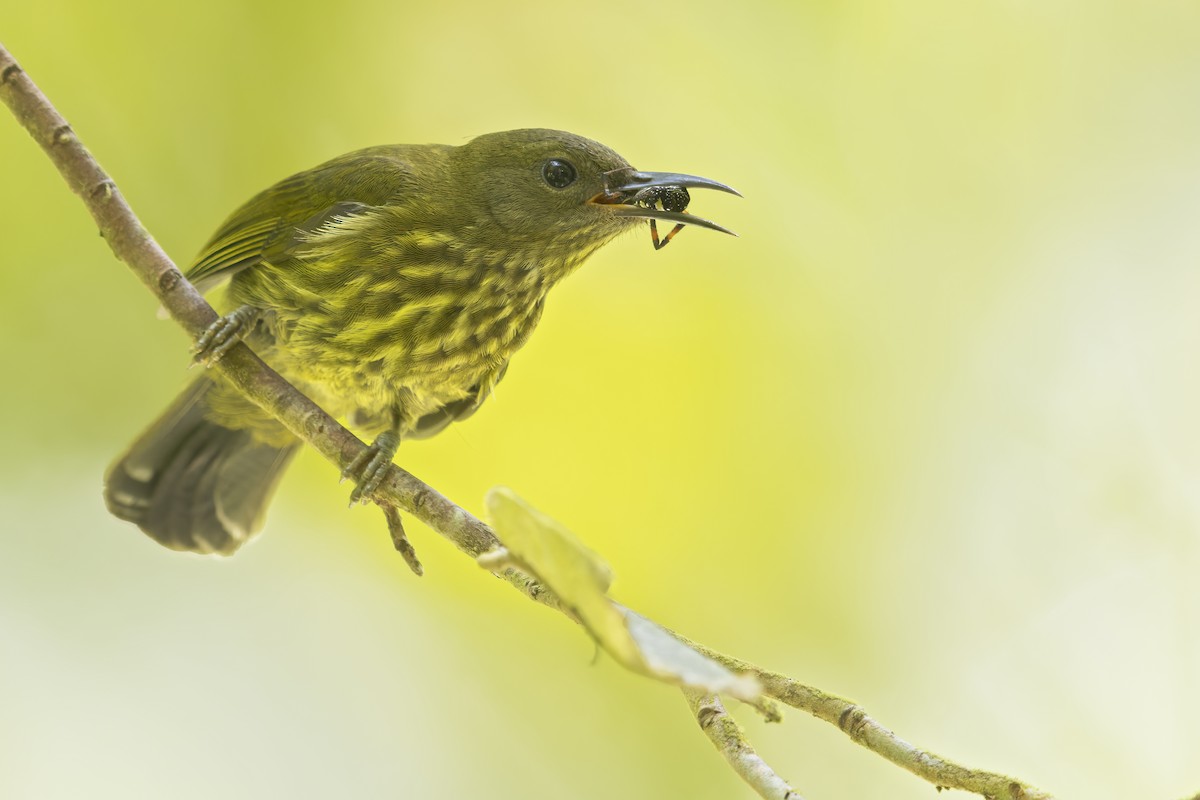 Purple-naped Spiderhunter - ML618553958