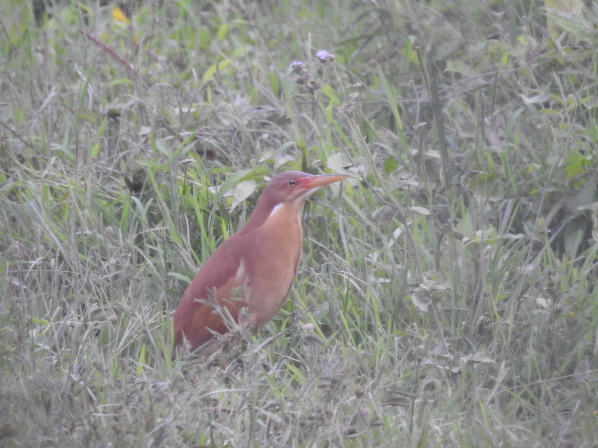 Cinnamon Bittern - ML618553960