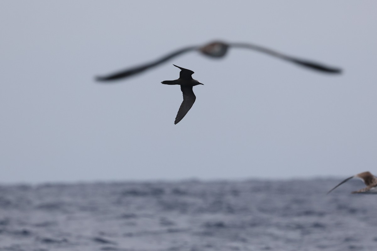 Brown Noddy - ML618553973