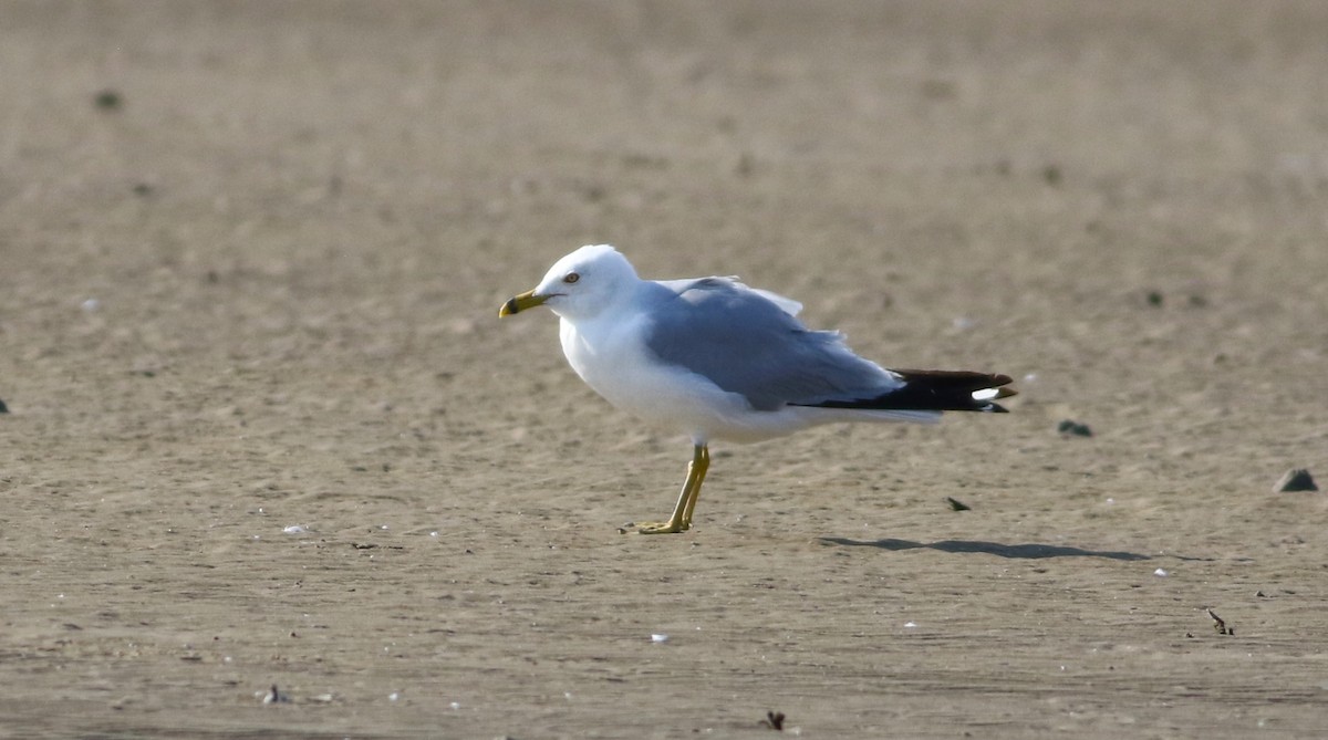 Ring-billed Gull - ML618553979