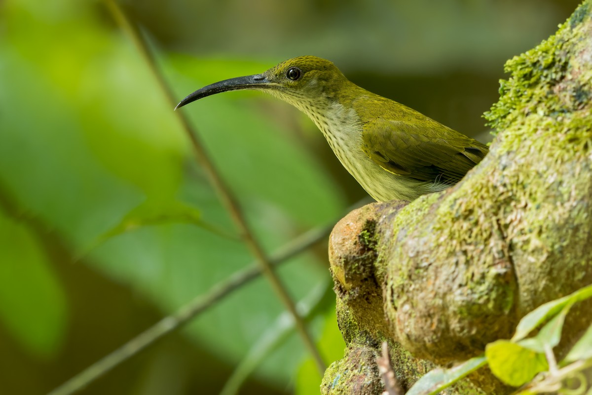 Bornean Spiderhunter - ML618553983