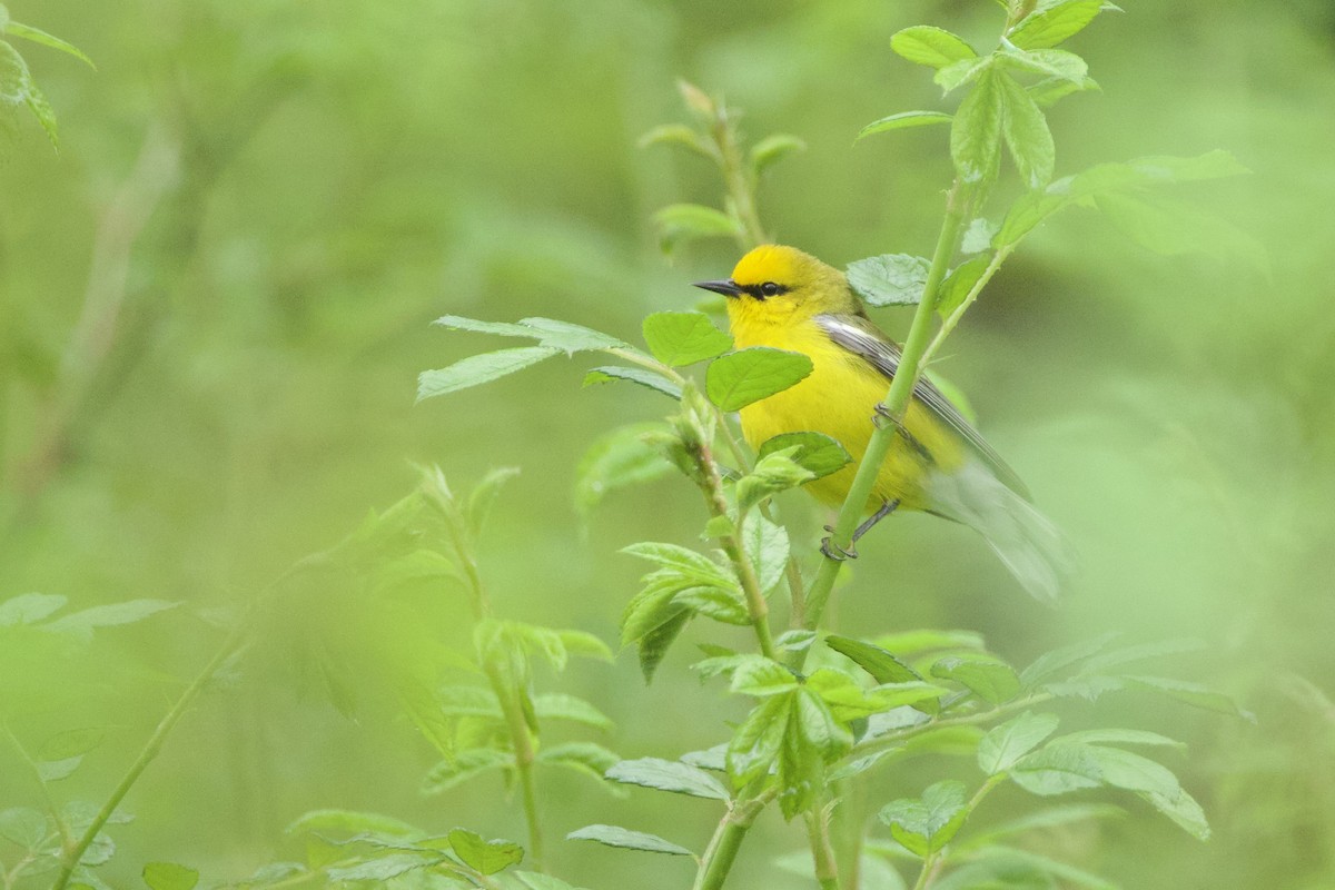 Blue-winged Warbler - ML618553984