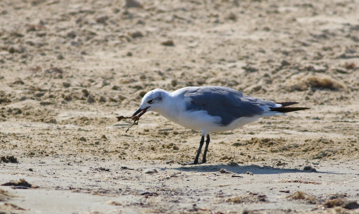 Gaviota Guanaguanare - ML618553991