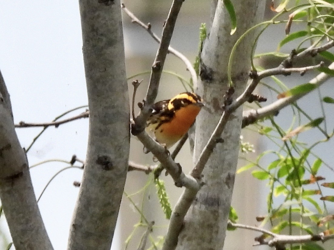 Blackburnian Warbler - Wendy Harte