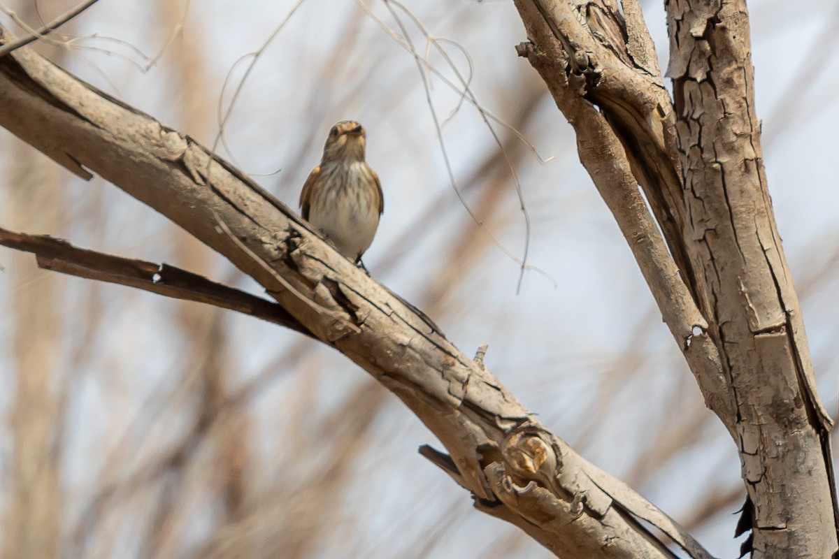 Spotted Flycatcher - ML618554029