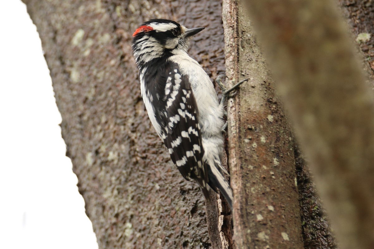 Downy Woodpecker - ML618554030