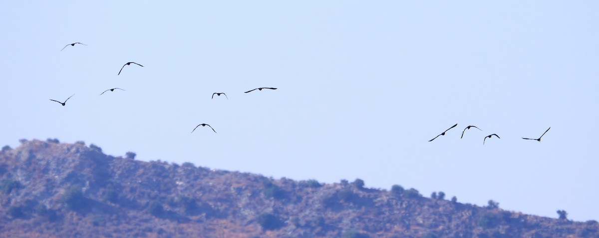 Glossy Ibis - ML618554035