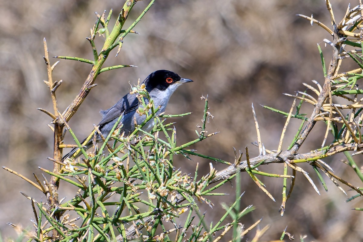 Sardinian Warbler - Tomáš Grim