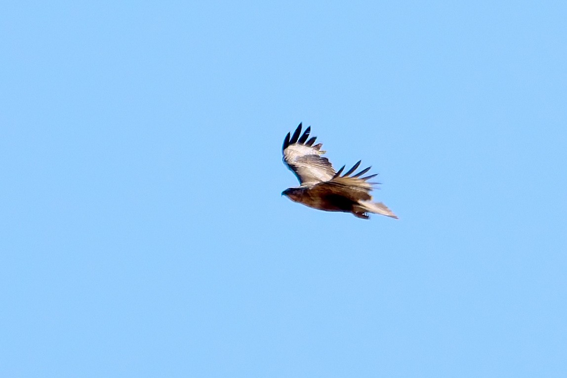 Long-legged Buzzard - ML618554042