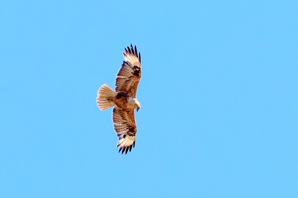 Long-legged Buzzard - ML618554043