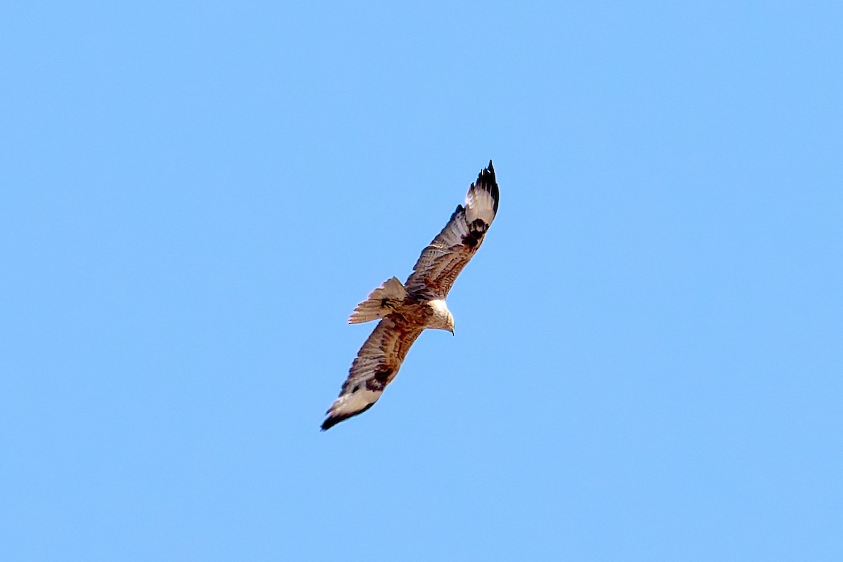 Long-legged Buzzard - ML618554044