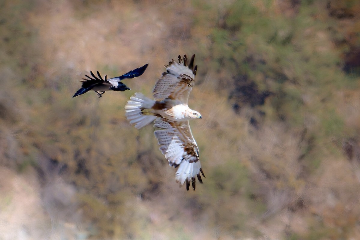 Long-legged Buzzard - ML618554047