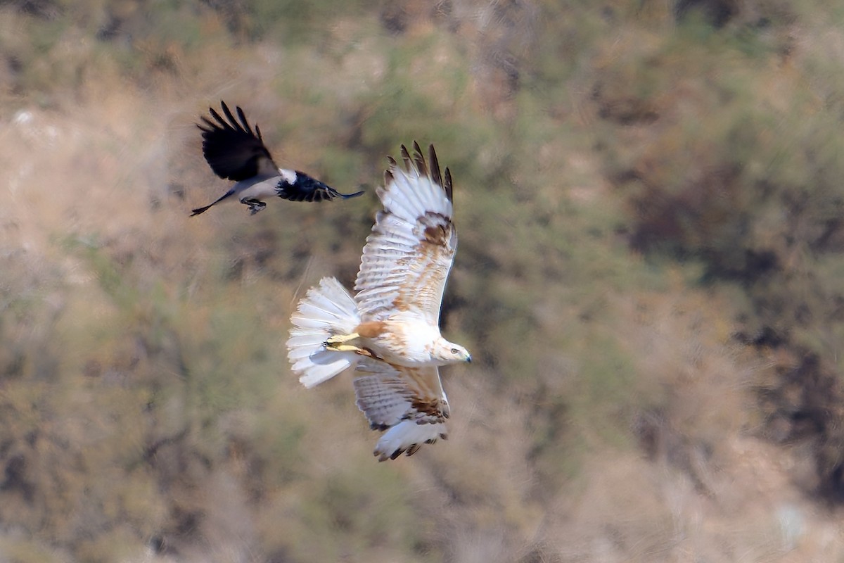 Long-legged Buzzard - ML618554049